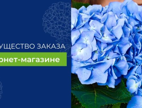 Преимущества выбора недорогих цветов с доставкой от BuketOnline