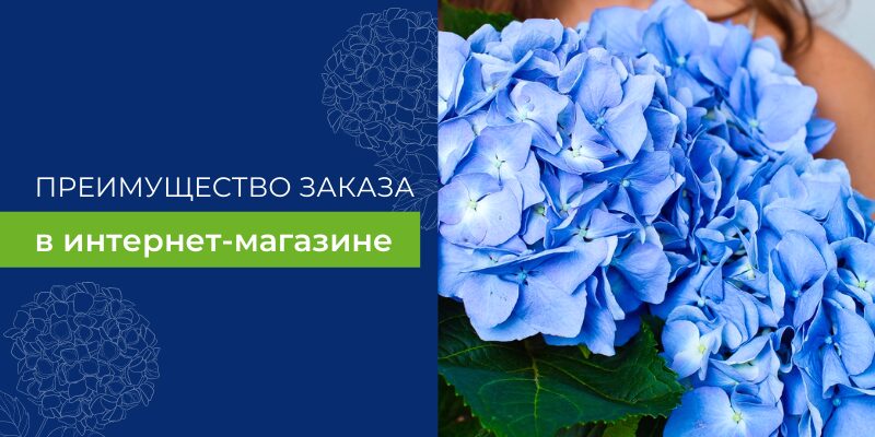 Преимущества выбора недорогих цветов с доставкой от BuketOnline Преимущества выбора недорогих цветов с доставкой от BuketOnline
