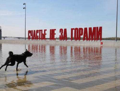 В Петербурге вступил в силу закон об ужесточении правил выгула собак