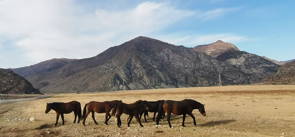 Маршруты для самостоятельного в путешествие на Алтай на машине
