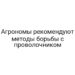 Агрономы рекомендуют методы борьбы с проволочником